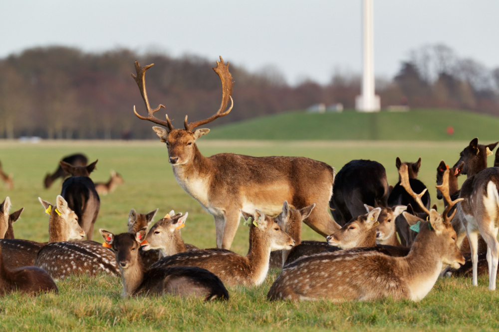 Deer in Phoenix Park