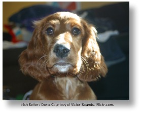 Irish setter.  Dana.  Courtesy of Victor Sounds.  Flickr.com